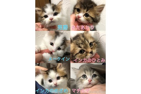 【50％OFF】 足立さやかブリーダー｜子猫ブリーダーナビ 焼酎